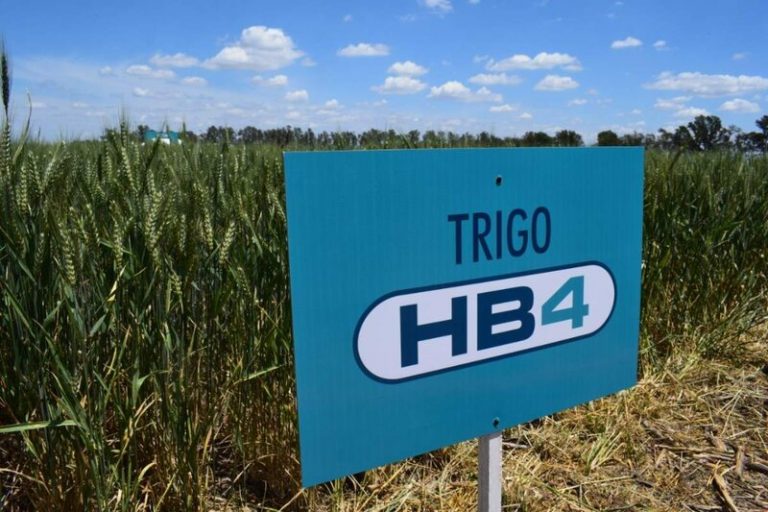 Capitalismo voraz, extractivismo neocolonial y percepciones sobre el Trigo Transgénico HB4 1 Capitalismo voraz, extractivismo neocolonial y percepciones sobre el Trigo Transgénico HB4