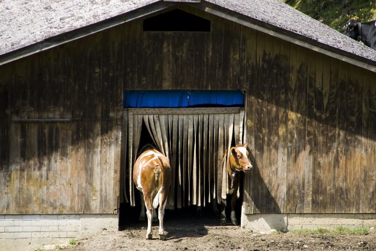 Reacción inesperada de vacas encerradas durante el invierno al ser liberadas