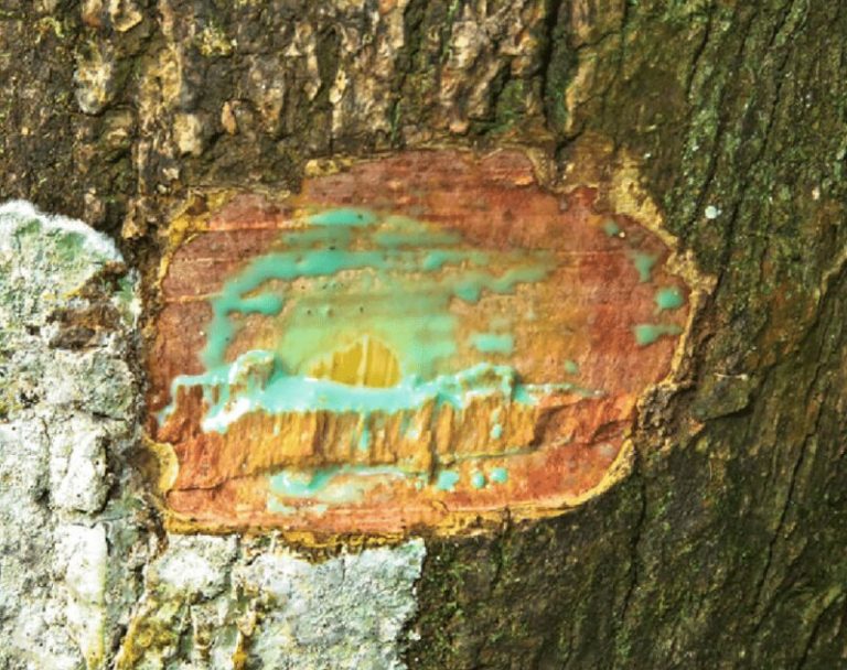 Árbol de savia azul que descontamina los suelos 8 Árbol de savia azul que descontamina los suelos