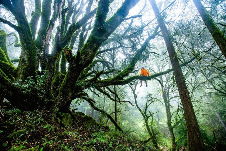 ¿Por qué estamos en un momento decisivo para los bosques del mundo? 2 ¿Por qué estamos en un momento decisivo para los bosques del mundo?