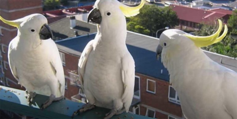 Invasión de pájaros blancos impresiona a un pueblo de Australia 8 Invasión de pájaros blancos impresiona a un pueblo de Australia