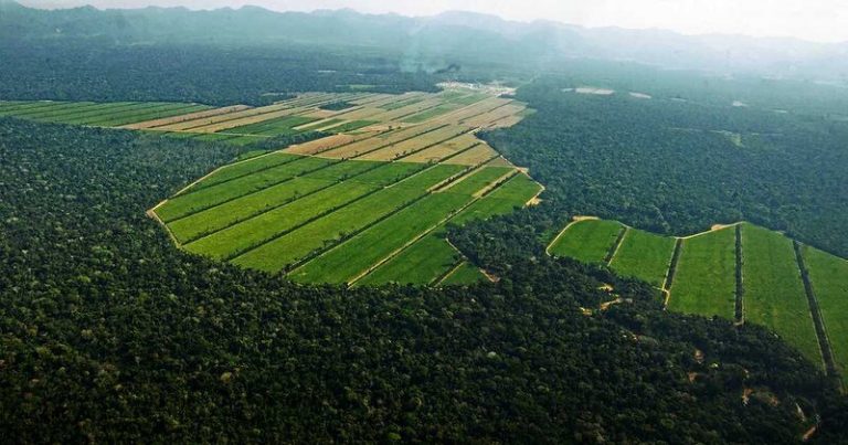 El 88% de la deforestación para agronegocios es de origen ilegal 3 El 88% de la deforestación para agronegocios es de origen ilegal