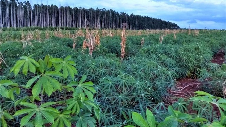 Cambian monocultivo de pinos por producción agroecológica de alimentos 6 Cambian monocultivo de pinos por producción agroecológica de alimentos