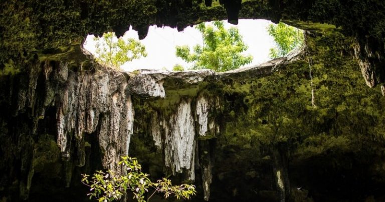 El cambio climático también afecta al ‘lado oscuro’ de la biodiversidad 7 El cambio climático también afecta al ‘lado oscuro’ de la biodiversidad