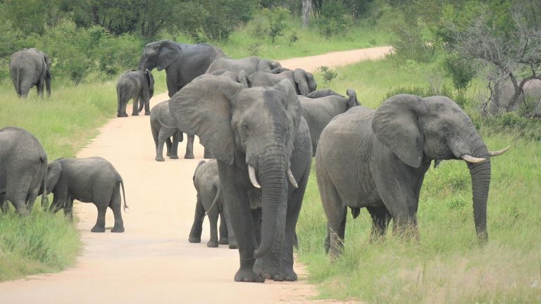 Aumentan los conflictos entre animales y humanos en África 7 Aumentan los conflictos entre animales y humanos en África