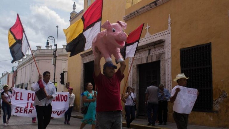 Confirman la suspensión definitiva de granja porcina 3 Confirman la suspensión definitiva de granja porcina