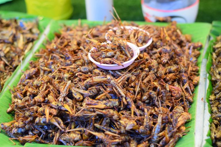 Deberemos comer insectos, si queremos salvar el planeta 7 Deberemos comer insectos, si queremos salvar el planeta