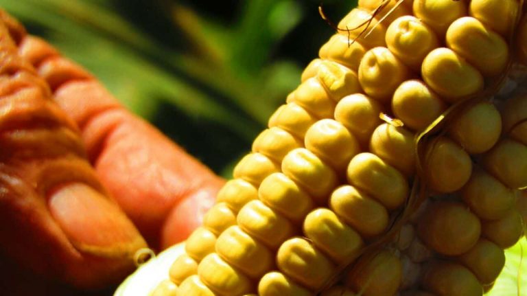 Campaña: no a la habilitación a Bayer Monsanto para seguir comercializando glifosato 2 Campaña: no a la habilitación a Bayer Monsanto para seguir comercializando glifosato
