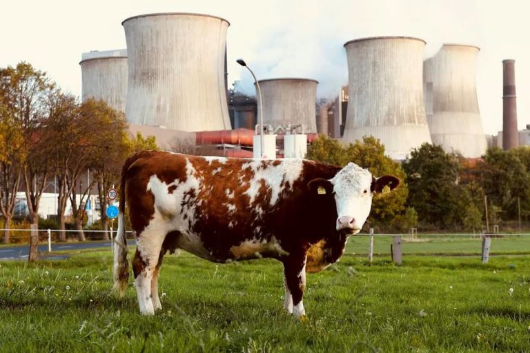 ONU: Reducir las emisiones de metano es la forma más rápida de frenar el calentamiento global