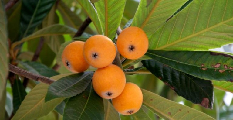 Té de hojas de níspero 3 Té de hojas de níspero