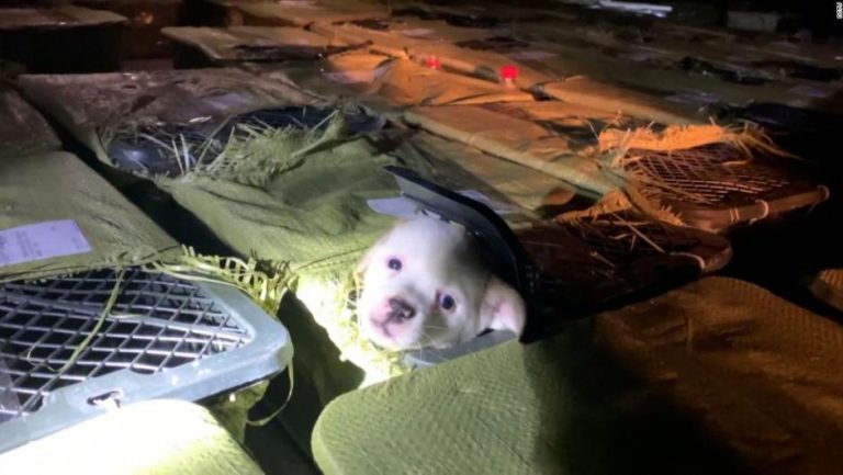 La crueldad animal de las "cajas misteriosas" de China 6 La crueldad animal de las «cajas misteriosas» de China