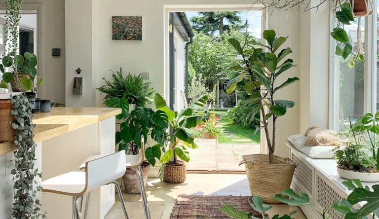 10 beneficios físicos y mentales de tener plantas de interior 1 10 beneficios físicos y mentales de tener plantas de interior