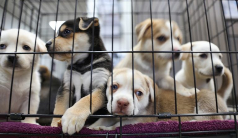 Nueva York analiza prohibir la venta de mascotas en tiendas 6 Nueva York analiza prohibir la venta de mascotas en tiendas