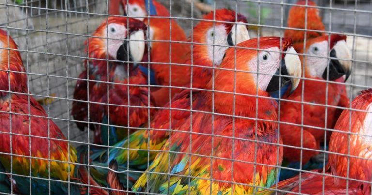 ¿Cómo hacer retroceder el comercio mundial de vida silvestre? 5 ¿Cómo hacer retroceder el comercio mundial de vida silvestre?