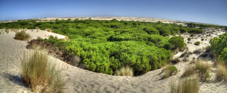 Doñana en la encrucijada 8 Doñana en la encrucijada