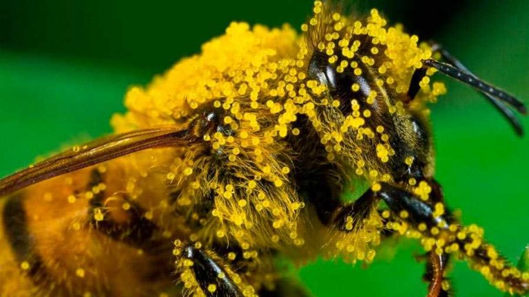 Abejas y otros polinizadores: indispensables para el medio ambiente 5 Abejas y otros polinizadores: indispensables para el medio ambiente