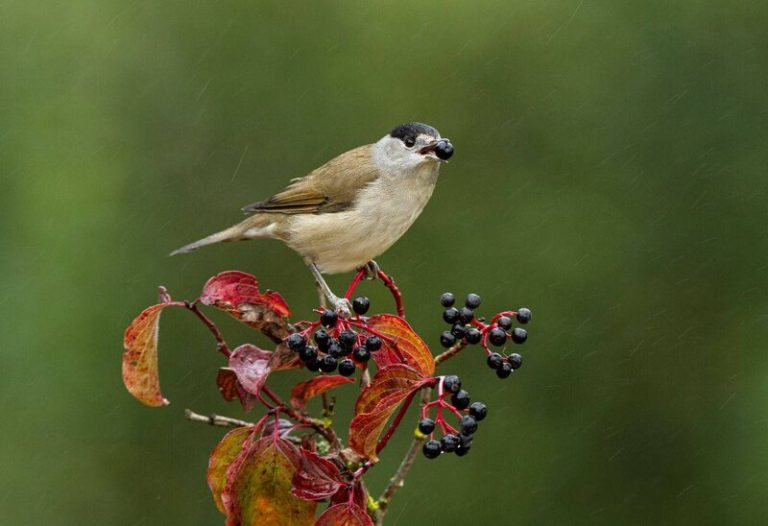 Crisis climática complica la diseminación de semillas realizada por aves migratorias
