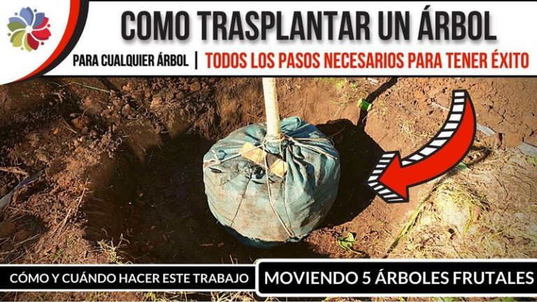 Cómo trasplantar un árbol con éxito