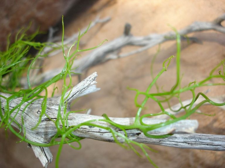 ONU: Todavía podemos salvar los frágiles ecosistemas del planeta 4 ONU: Todavía podemos salvar los frágiles ecosistemas del planeta