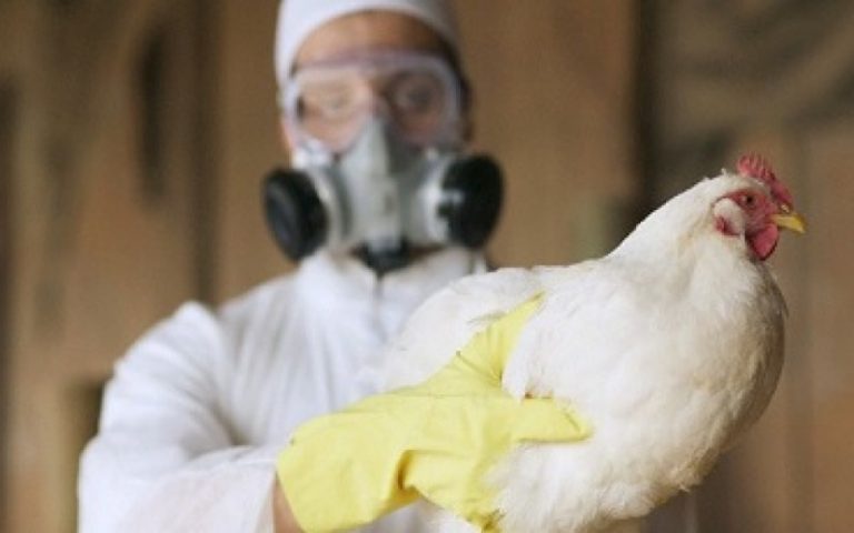 Se registra el primer caso mundial de gripe aviar H10N3 en humanos 8 Se registra el primer caso mundial de gripe aviar H10N3 en humanos