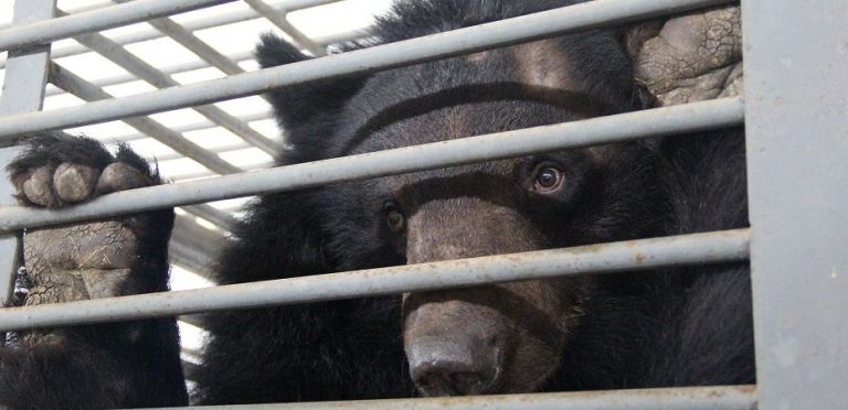 La Ong Animals Asia realizó con éxito el rescate del cautiverio de 101 osos en China 2 La Ong Animals Asia realizó con éxito el rescate del cautiverio de 101 osos en China