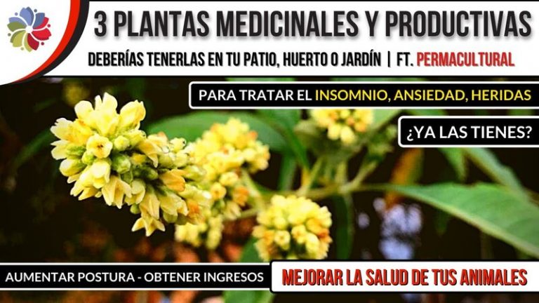 3 plantas medicinales para el cuidado de tus animales y más 7 3 plantas medicinales para el cuidado de tus animales y más