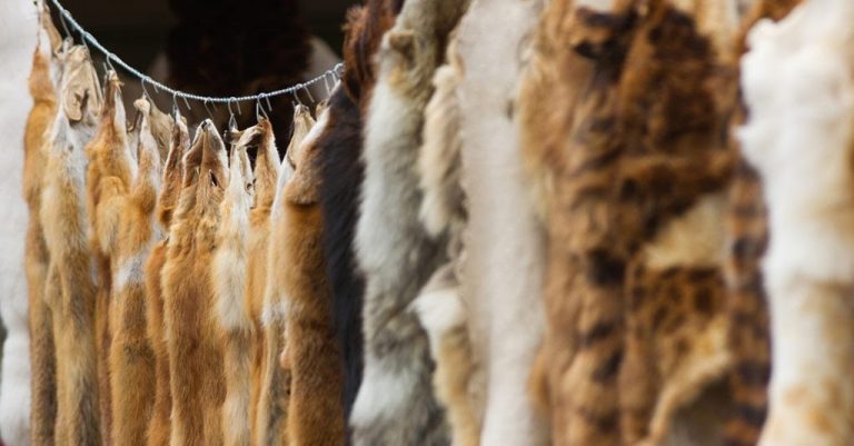Se prohíbe el comercio de pieles de animales para la moda 6 Se prohíbe el comercio de pieles de animales para la moda