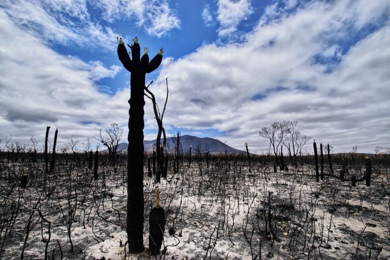Regeneración a gran escala para sanar la naturaleza y el clima, dice la ONU 5 Regeneración a gran escala para sanar la naturaleza y el clima, dice la ONU