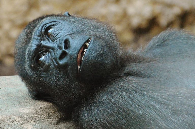 Los grandes simios de África deberán migrar de las tierras bajas a las montañas para sobrevivir 4 Los grandes simios de África deberán migrar de las tierras bajas a las montañas para sobrevivir