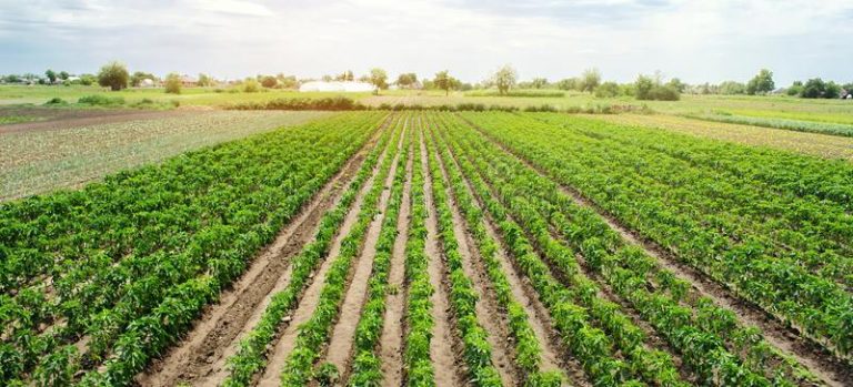 El acaparamiento global de tierras se pinta de verde