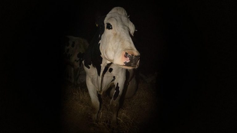 La gente se fue de la sala durante la película “Cow”, proyectada en el Festival de Cannes 7 La gente se fue de la sala durante la película “Cow”, proyectada en el Festival de Cannes