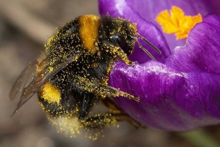 Abejorros muerden las plantas para obligarlas a florecer 4 Abejorros muerden las plantas para obligarlas a florecer