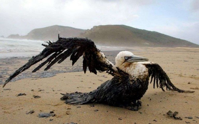 Inventan disolvente sin tóxicos que elimina el 90% del petróleo en animales 3 Inventan disolvente sin tóxicos que elimina el 90% del petróleo en animales