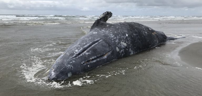 14 ballenas grises muertas en las costas de San Francisco