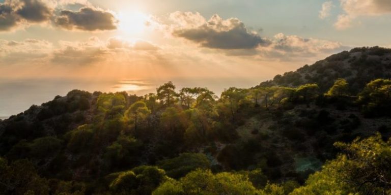 Bosques mediterráneos en peligro por el aumento de la temperatura global 3 Bosques mediterráneos en peligro por el aumento de la temperatura global