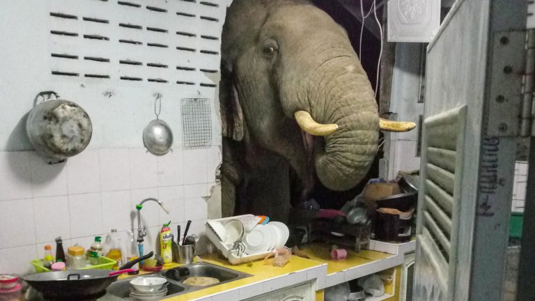 Un hambriento elefante se metió en una cocina en Tailandia buscando comida