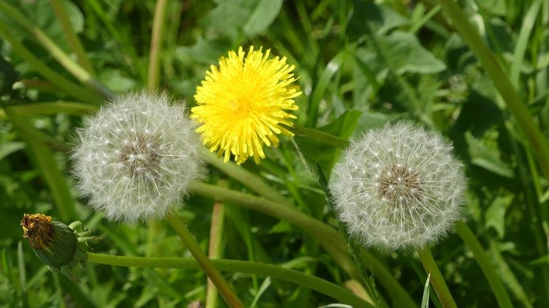 Investigan el valor alimenticio del Diente de León y otras plantas silvestres 1 Investigan el valor alimenticio del Diente de León y otras plantas silvestres