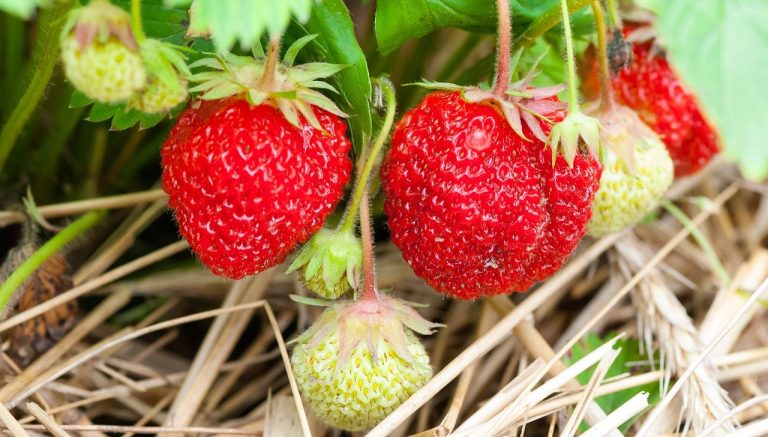 Cultiva tus propias espinacas y fresas en casa 7 Cultiva tus propias espinacas y fresas en casa