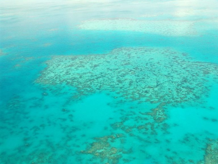 La Gran Barrera de Coral de Australia está "en peligro" 6 La Gran Barrera de Coral de Australia está «en peligro»