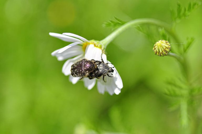 Elige plantas que realmente ayudan a los insectos