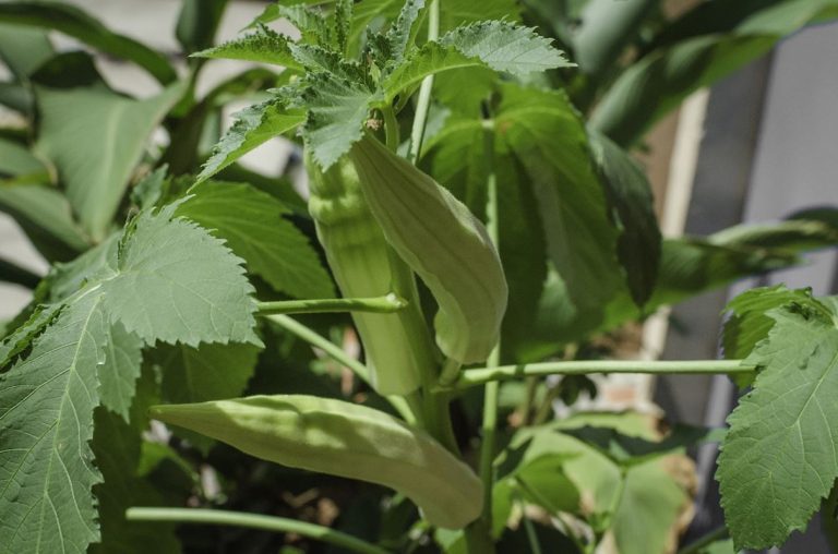 Okra para la diabetes, colesterol y más beneficios