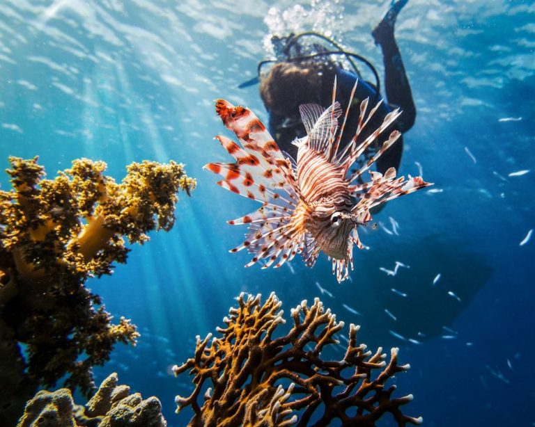 El pez león invade y amenaza los ecosistemas en el Mediterráneo 2 El pez león invade y amenaza los ecosistemas en el Mediterráneo