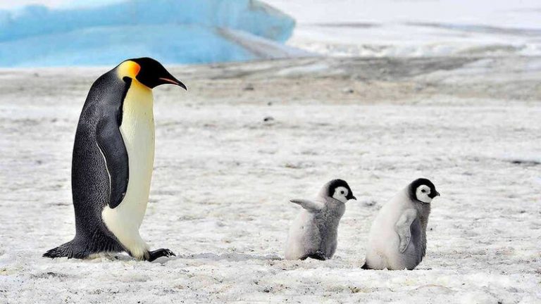 Los microplásticos llegan a la dieta de los pingüinos antárticos 3 Los microplásticos llegan a la dieta de los pingüinos antárticos