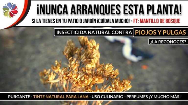 Suico, una planta multifunción: insecticida, perfumería, tinturas y más!