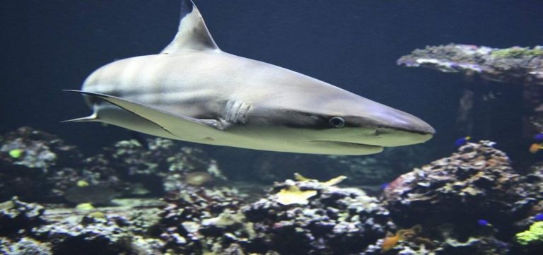 Tiburones son sacrificados al por mayor en un 'paraíso tropical' 8 Tiburones son sacrificados al por mayor en un ‘paraíso tropical’