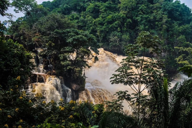 Los bosques de África almacenan mucho más carbono de lo pensado 10 Los bosques de África almacenan mucho más carbono de lo pensado