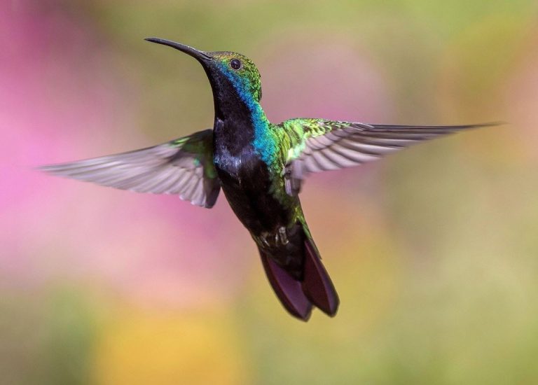 Las hembras de colibríes evolucionaron para evitar ataques de los machos 4 Las hembras de colibríes evolucionaron para evitar ataques de los machos