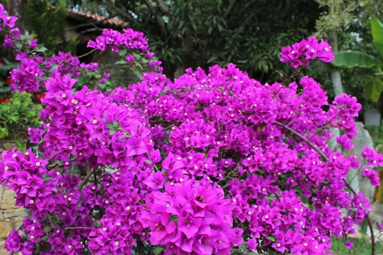 7 plantas que florecen todo el año