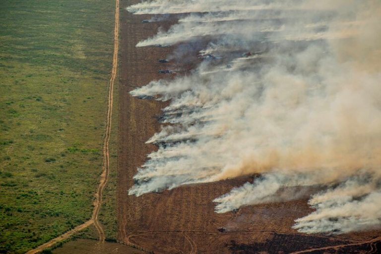 Gigantes agrícolas compran "soja pirata" que acelera la deforestación en la Amazonía 10 Gigantes agrícolas compran «soja pirata» que acelera la deforestación en la Amazonía