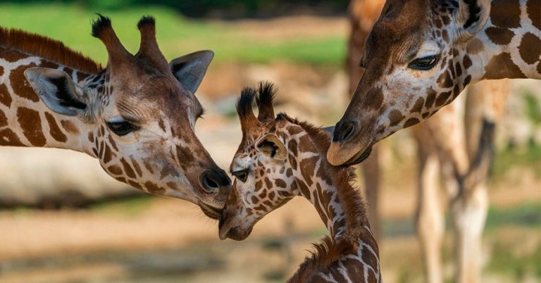 Las jirafas son socialmente tan complejas como los elefantes 10 Las jirafas son socialmente tan complejas como los elefantes